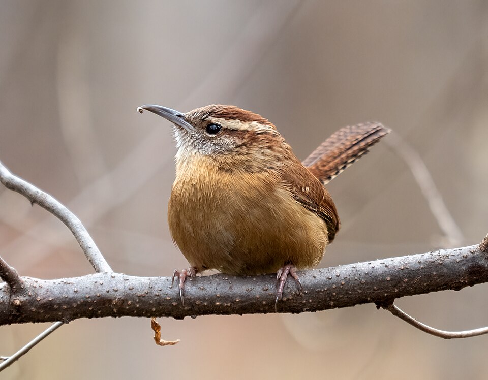 Carolina Wren, the state bird of South Carolina